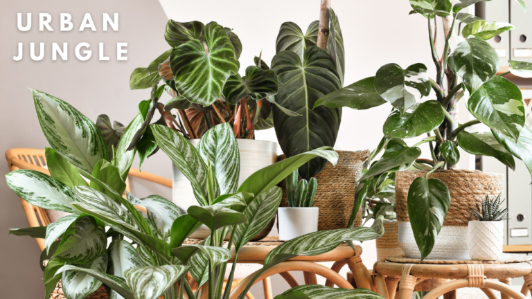 Jungla Urbana (Urban Jungle)